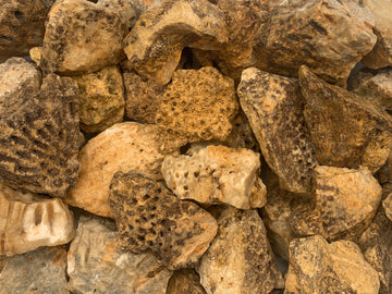 Rough Fossil Coral Stones from Indonesia