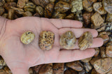 Tumbled Zebradorite From Madagascar - 0.75" to 1.25" Avg.