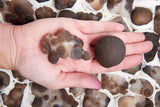 Bubble Agate Rough (aka Botryoidal Chalcedony) Stone Specimen from Morocco.