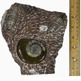 Polished Fossil Goniatite Standup Plate
