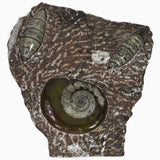 Polished Fossil Goniatite Standup Plate