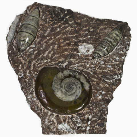 Polished Fossil Goniatite Standup Plate