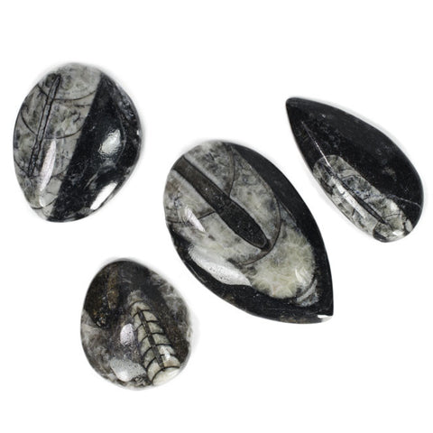 Polished Orthoceras Fossil from Morocco - Large