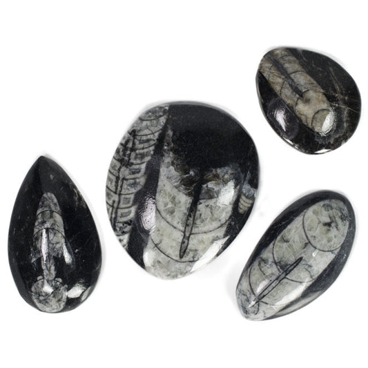 Polished Orthoceras Fossil from Morocco - Large