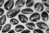 Polished Orthoceras 
