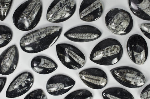 Polished Orthoceras 